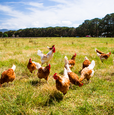 21.02.2017 Le groupe Convivio s’engage à supprimer l’utilisation des œufs de poules élevées en cage engagement-convivio-suppression-oeufs-poules-cage